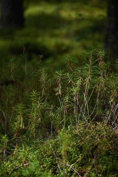 Área Pantanosa Del Bosque Primer Plano Planta Ledum — Foto de Stock