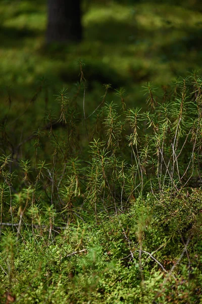 Лісова Болотиста Місцевість Гусениця — стокове фото