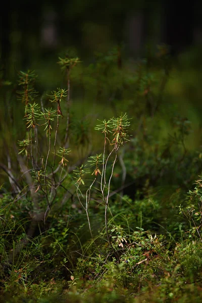 Área Pantanosa Del Bosque Primer Plano Planta Ledum — Foto de Stock