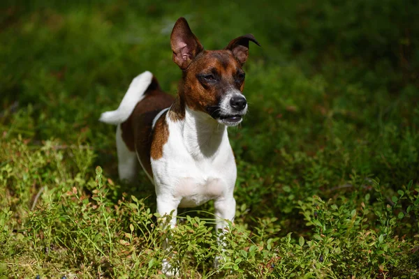 Porträt Eines Jack Russell Terriers Bei Einem Waldspaziergang — Stockfoto