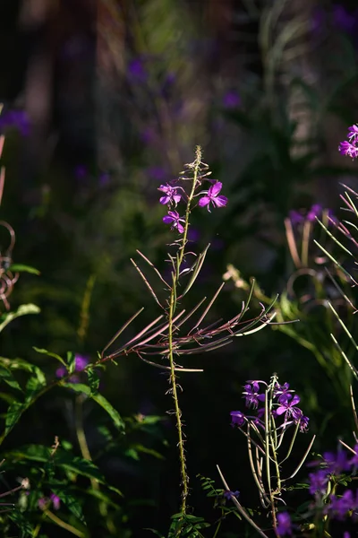 Chamaenerion Plant Sunset Rays — Stock Photo, Image