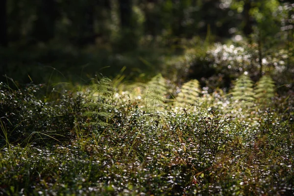 Підкова Контрастному Світлі Сонця Лісі — стокове фото