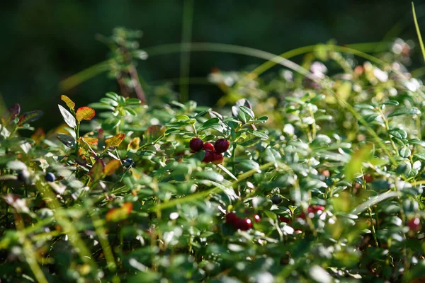 Frukter Nordliga Tranbär Närbild Skogen Buske — Stockfoto