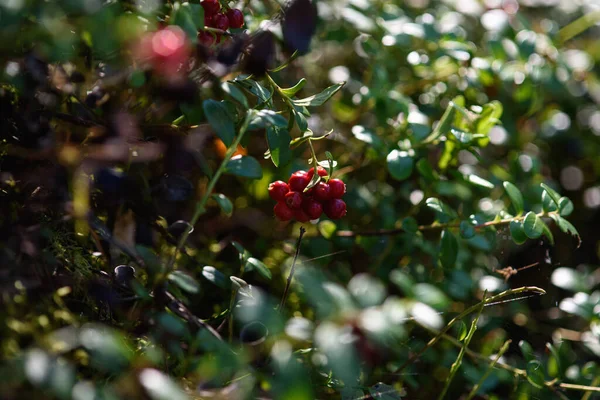 Owoce Żurawiny Północnej Zbliżenie Lesie Krzaku — Zdjęcie stockowe
