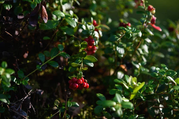 Los Frutos Baya Norteña Arándano Cerca Bosque Arbusto —  Fotos de Stock