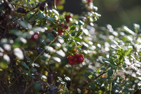 Frukter Nordliga Tranbär Närbild Skogen Buske — Stockfoto