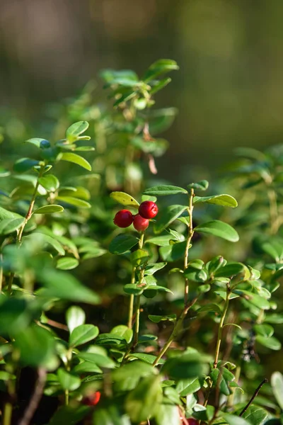 Frukter Nordliga Tranbär Närbild Skogen Buske — Stockfoto