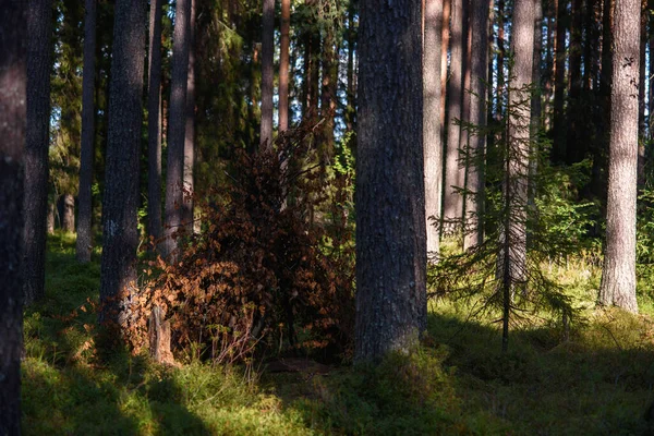 Chatrč Postavená Listnatých Větví Lese Mezi Vysokými Stromy — Stock fotografie