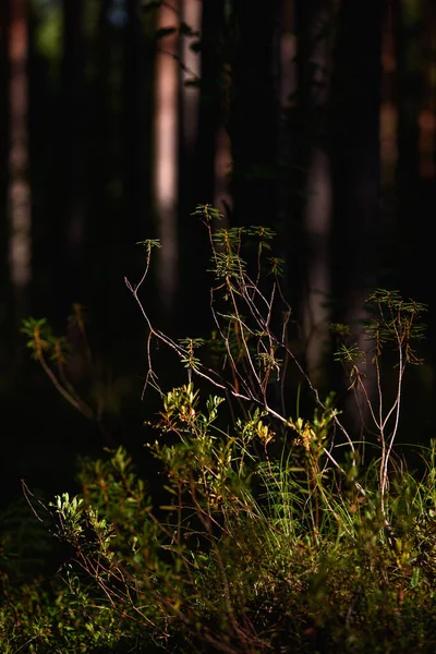 Área Pantanosa Del Bosque Primer Plano Planta Ledum — Foto de Stock