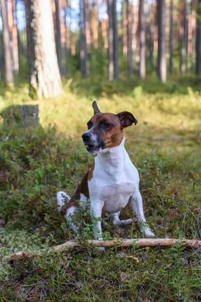 Portrét Jacka Russella Teriéra Procházce Lesem — Stock fotografie