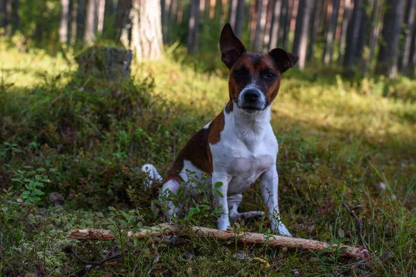 Πορτρέτο Ενός Τεριέ Jack Russell Μια Βόλτα Στο Δάσος — Φωτογραφία Αρχείου