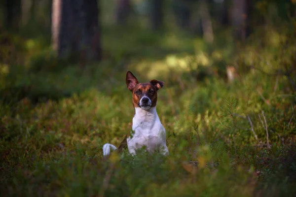 Portrét Jacka Russella Teriéra Procházce Lesem — Stock fotografie