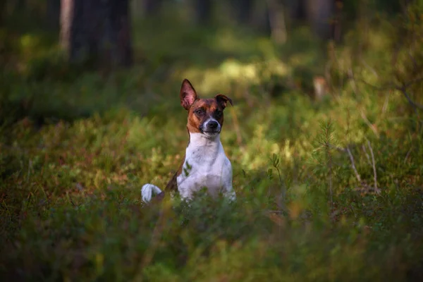 Portrait Jack Russell Terrier Promenade Dans Forêt — Photo