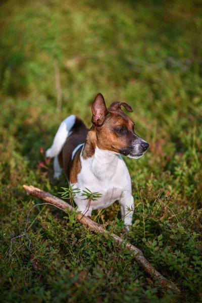 Πορτρέτο Ενός Τεριέ Jack Russell Μια Βόλτα Στο Δάσος — Φωτογραφία Αρχείου