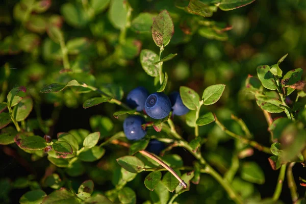 Blåbärsfrukter Nordliga Bär Närbild Buske Skogen — Stockfoto