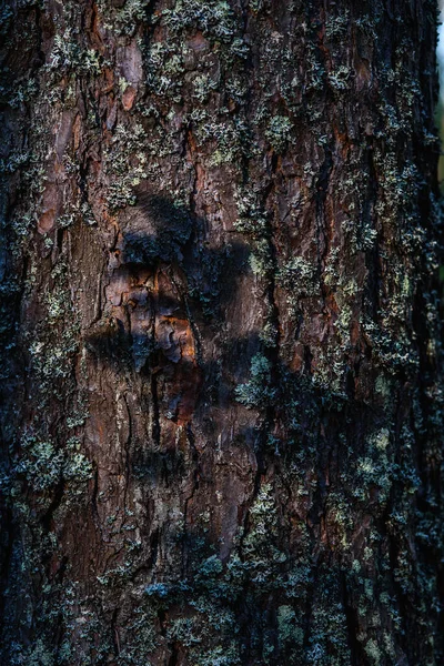 Shadow Deciduous Tree Mountain Pine Trunk Overgrown Moss — Stock Photo, Image