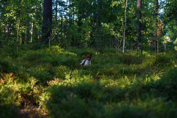 Porträt Eines Jack Russell Terriers Bei Einem Waldspaziergang — Stockfoto