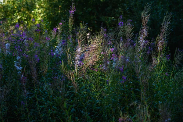 Chamaenerion Plant Sunset Rays — Stock Photo, Image