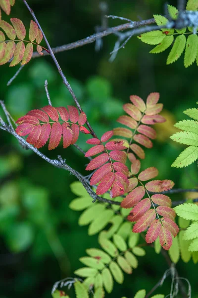 Souffle Automne Feuilles Rouges Frêne Montagne Gros Plan Sur Fond — Photo