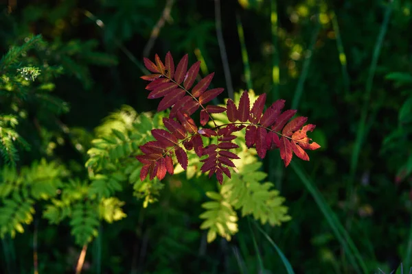 Souffle Automne Feuilles Rouges Frêne Montagne Gros Plan Sur Fond — Photo