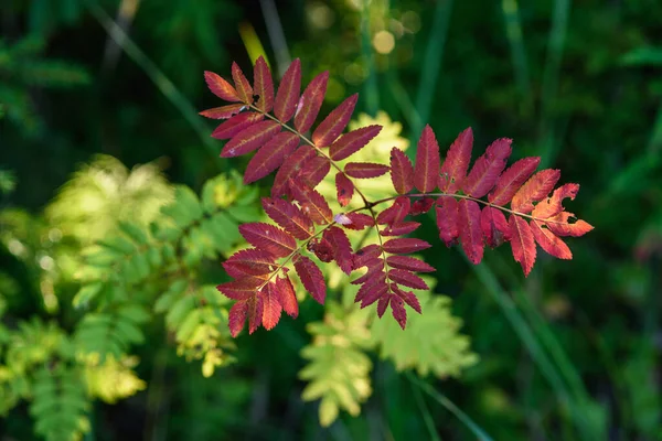 Souffle Automne Feuilles Rouges Frêne Montagne Gros Plan Sur Fond — Photo