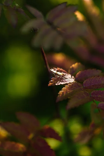 Herfstadem Rode Bladeren Van Berghes Close Achtergrond Van Nog Groene — Stockfoto