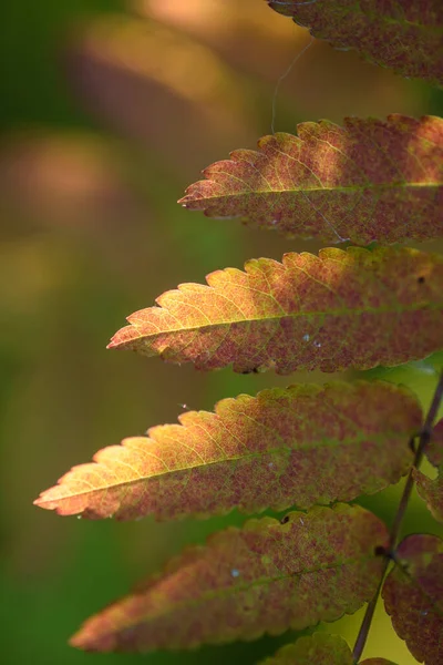 Herfstadem Rode Bladeren Van Berghes Close Achtergrond Van Nog Groene — Stockfoto