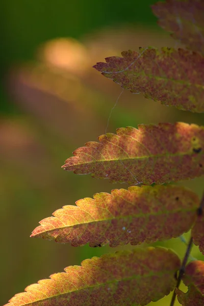 Souffle Automne Feuilles Rouges Frêne Montagne Gros Plan Sur Fond — Photo