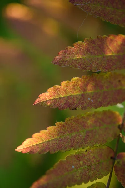 Souffle Automne Feuilles Rouges Frêne Montagne Gros Plan Sur Fond — Photo