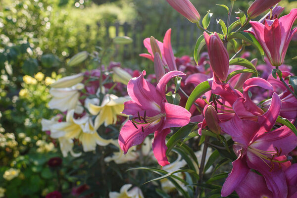 Pink lilies close-up on a flower bed on a summer evening.