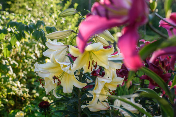 Yellow lilies close-up on a flower bed on a summer evening.