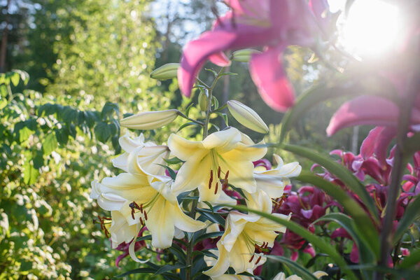 Yellow lilies close-up on a flower bed on a summer evening.