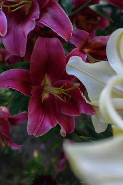 Pink Lilies Close Flower Bed Summer Evening — Stock Photo, Image