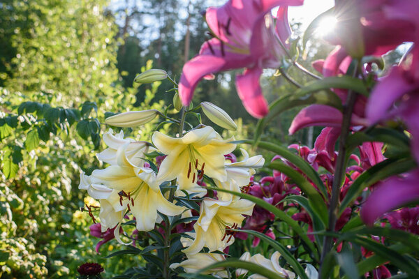Yellow lilies close-up on a flower bed on a summer evening.
