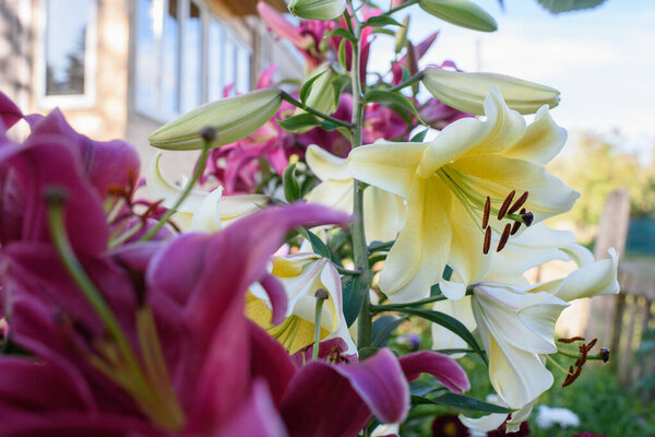 Yellow lilies close-up on a flower bed on a summer evening.