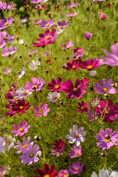 Helle Und Farbenfrohe Kosmetikblumen Auf Einem Beet Einem Sonnigen Tag — Stockfoto