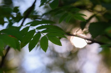 Rowan güneşin ışığında arka planda kalır..