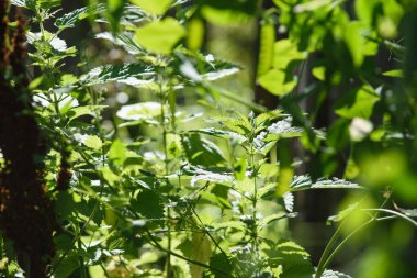 Nettle thickets close-up in the light of the sun