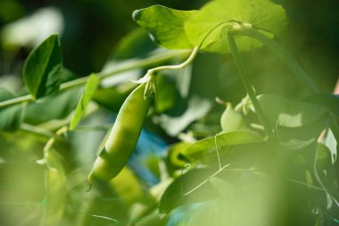 Pods of young green peas on a stalk in the light of the sun.