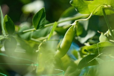 Pods of young green peas on a stalk in the light of the sun.