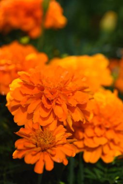 Kadife çiçekleri, güneşin ışığında bahçedeki bir çiçek tarlasına yakın çekim yaparlar..