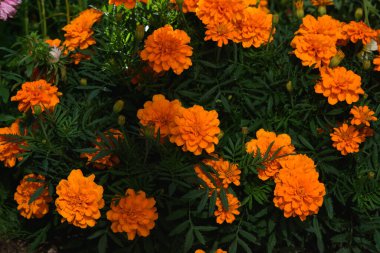 Kadife çiçekleri, güneşin ışığında bahçedeki bir çiçek tarlasına yakın çekim yaparlar..