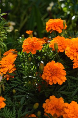 Kadife çiçekleri, güneşin ışığında bahçedeki bir çiçek tarlasına yakın çekim yaparlar..