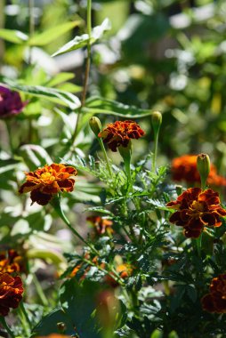 Kadife çiçekleri, güneşin ışığında bahçedeki bir çiçek tarlasına yakın çekim yaparlar..