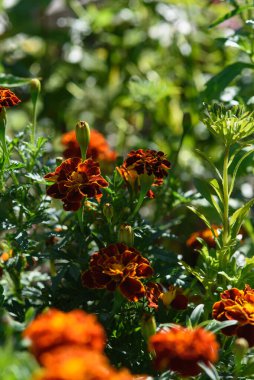 Kadife çiçekleri, güneşin ışığında bahçedeki bir çiçek tarlasına yakın çekim yaparlar..