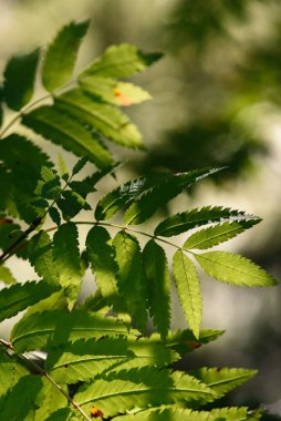 Rowan güneşin ışığında arka planda kalır..