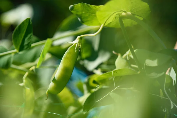 Vainas Guisantes Verdes Jóvenes Tallo Luz Del Sol —  Fotos de Stock