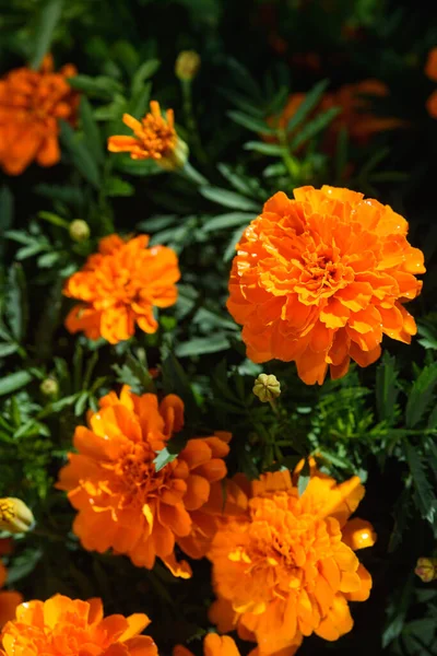Marigolds Κοντά Ένα Παρτέρι Στον Κήπο Υπό Φως Του Ήλιου — Φωτογραφία Αρχείου