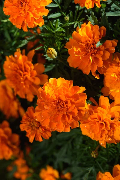 Marigolds Close Flower Bed Garden Light Sun — Stock fotografie