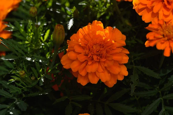 Marigolds Close Canteiro Flores Jardim Luz Sol — Fotografia de Stock